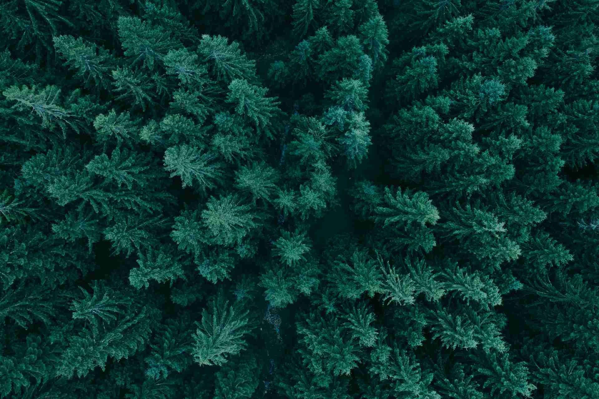 Aerial view of a dense forest with tall, green pine trees