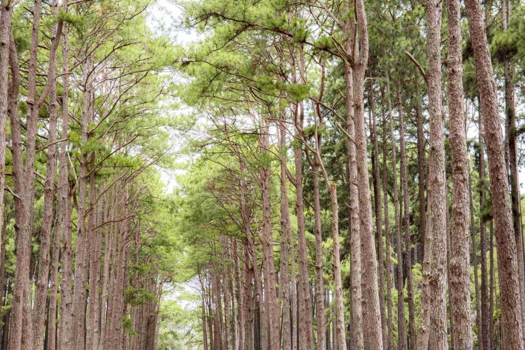 NZ Timber Industry Dodges Trump’s 2025 Tariffs — For Now