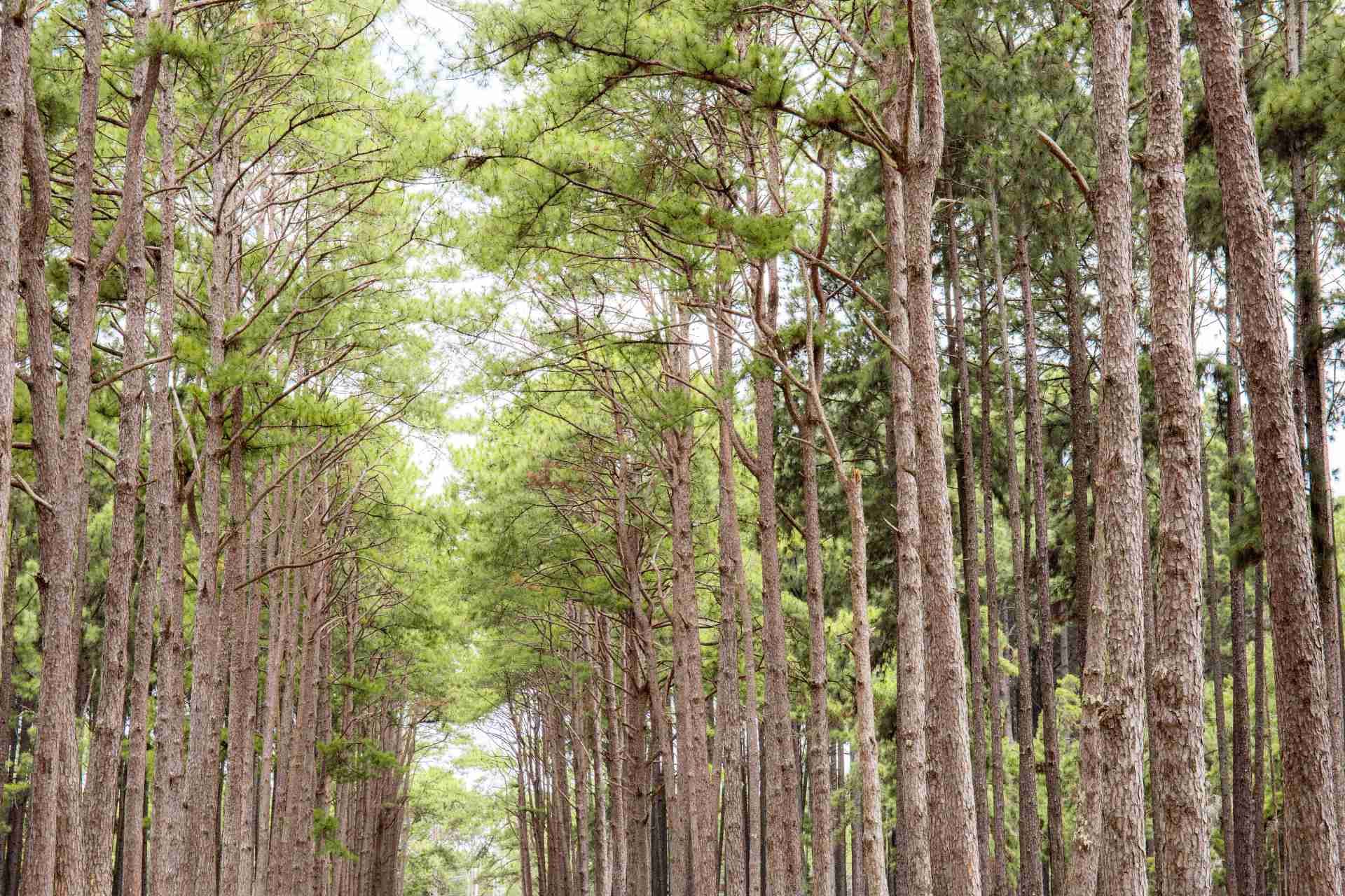 NZ Timber Industry Dodges Trump’s 2025 Tariffs — For Now